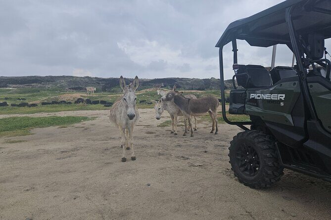 4-seater UTV Island 4hr Tour in Aruba, morning or afternoon - Stop 4: Cave Pool Aruba for a Natural Pool Swim Moment