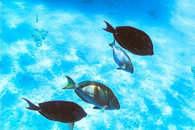Adults Only Catalina Bay Small Group Snorkel & Sunset Sail - What You’ll Love Most (Based on What People Actually Comment On)