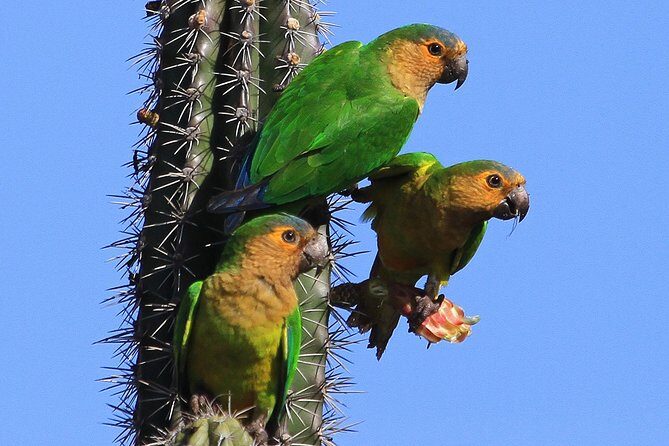 Arikok Adventurous Hiking Experience in Aruba - Key Highlights You’ll Actually Feel on This Hike