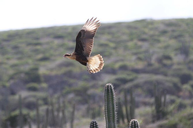 Arikok Adventurous Hiking Experience in Aruba - Historical and Cultural Stops: More Than Just Plants