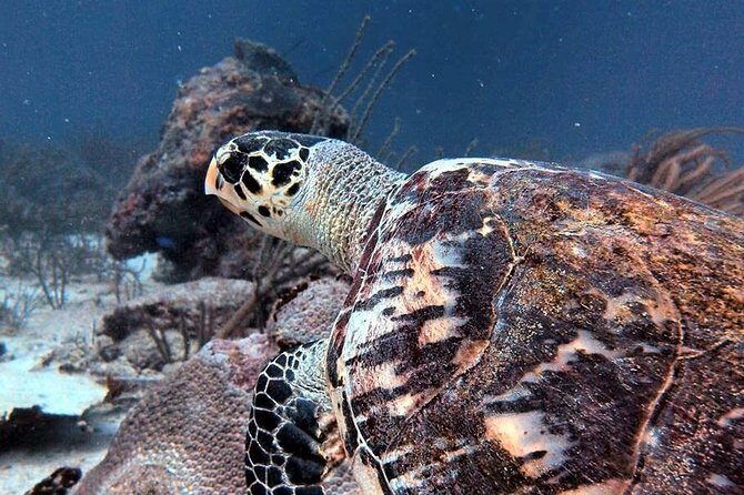 Aruba 1-Tank guided Dive for certified divers with rental equipment - Key things to know before you go