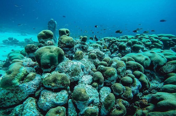 Aruba 2-Tank Dive Excursion for Certified Divers - Price and value: is $99 a fair deal for Aruba’s 2-tank plan?