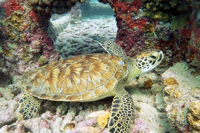 Aruba 2-Tank Dive Excursion for Certified Divers - Who this Aruba 2-tank outing fits best