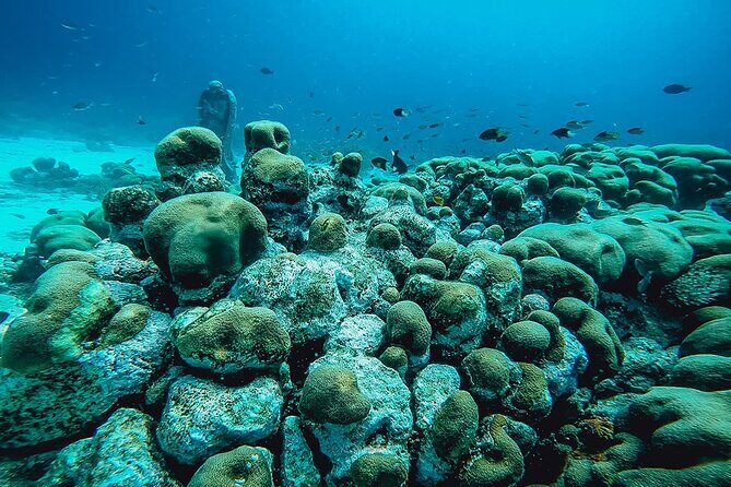 Aruba 2-Tank Dive Excursion for Certified Divers - Gear, fitness, and the rules that protect your day