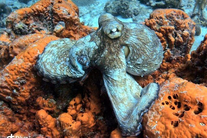 Aruba 2-Tank guided Dive for certified divers / own equipment - Price and Value: $109 Plus Tax, With Pickup Included