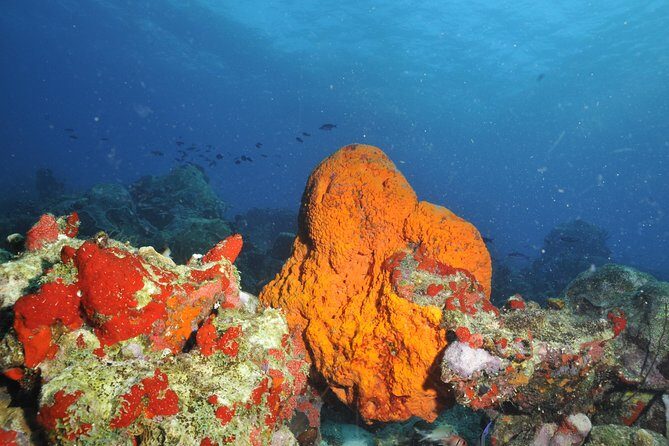 Aruba 2-Tank Guided Dive for Certified Divers / rental equipment - Price and value: $144 plus tax for a small group and gear included