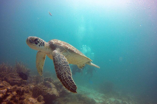 Aruba Certified Scuba Diving - Antilla Shipwreck: the star attraction and what to watch for