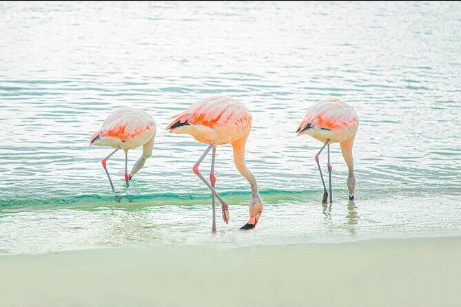 Aruba De Palm Island All-Inclusive Day Trip with Transport - SNUBA and Sea Trek upgrades: underwater walking without dive training
