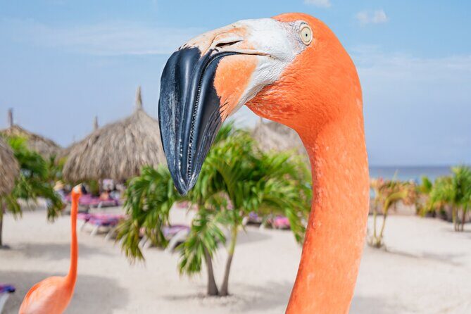Aruba De Palm Island All-Inclusive Day Trip with Transport - Flamingos, cabanas, and premium seating: when the upgrade is money well spent