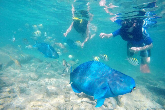 Aruba De Palm Island All-Inclusive Day Trip with Transport - Rocky shoreline and “beach access” expectations: plan for comfort