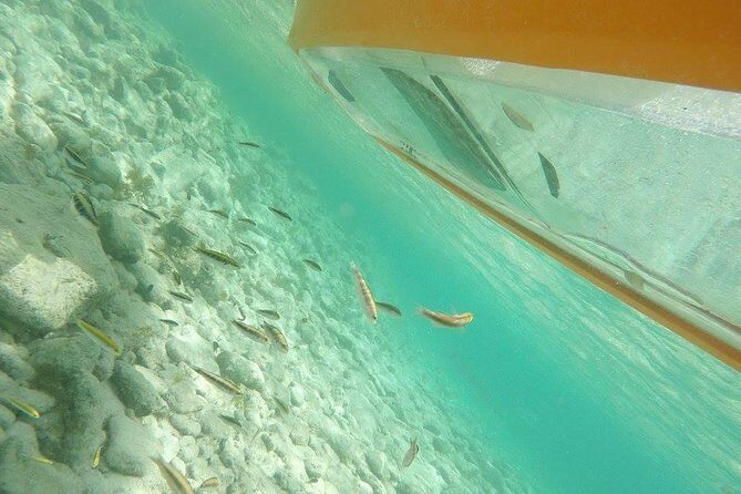 Aruba Glass Bottom Kayak Tour through the Mangrove Forest - Key things to know before you go
