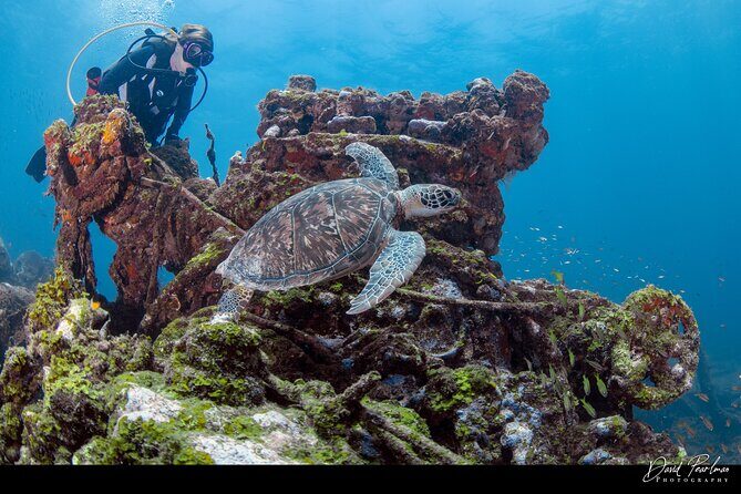 Aruba Guided Night Dive Adventure: Shallow Reefs or Shipwrecks - What You’ll See After Dark: Nocturnal Behavior Comes Alive