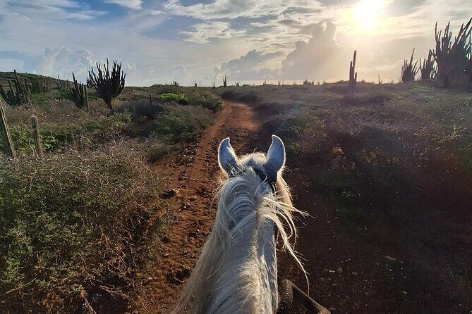 Aruba Horseback Riding Tour For Advanced Riders - Canter and gallop: how speed actually plays out on a small-group ride