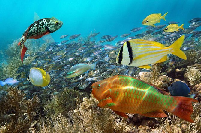 Aruba Mangel Halto and Baby Beach Snorkeling Guided Tour - Stop 1: Mangel Halto Beach for mangrove scenery and variable snorkeling