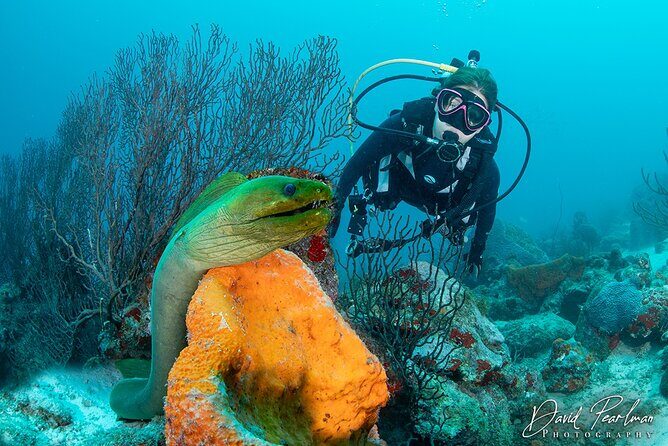 Aruba One or Two Tank Scuba Dive - Key points before you go