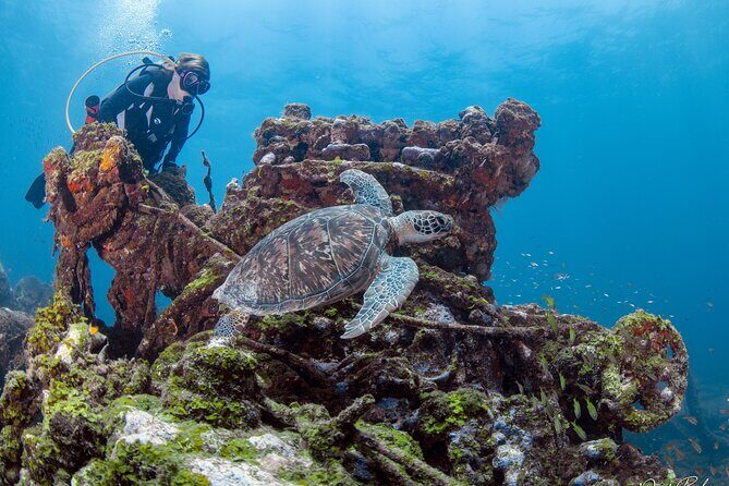 Aruba One or Two Tank Scuba Dive - Tank two (when you choose it): shallow reef time and big-animal odds