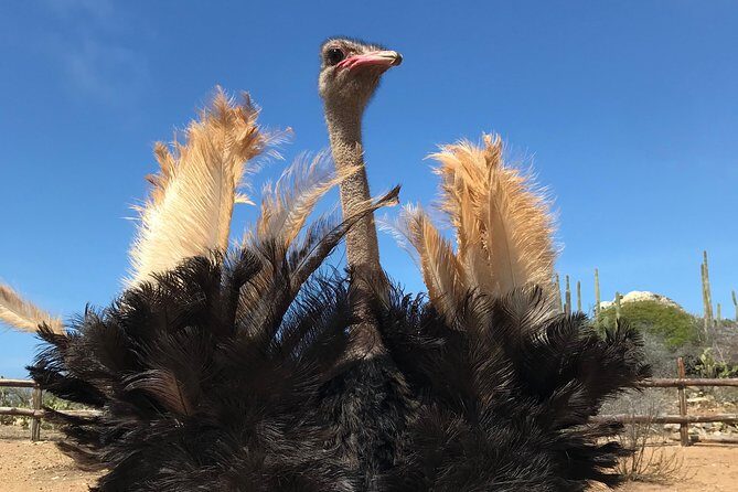 Aruba Ostrich Farm Tour with Lunch - Key points to know before you go