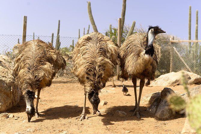 Aruba Ostrich Farm Tour with Lunch - The art shop: small cultural add-on before or after the tour