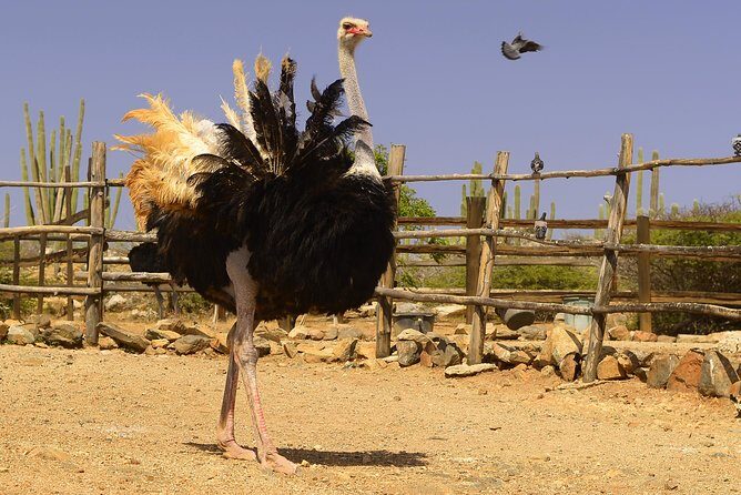 Aruba Ostrich Farm Tour with Lunch - Timing and group pacing: what to expect from a 1–2 hour schedule