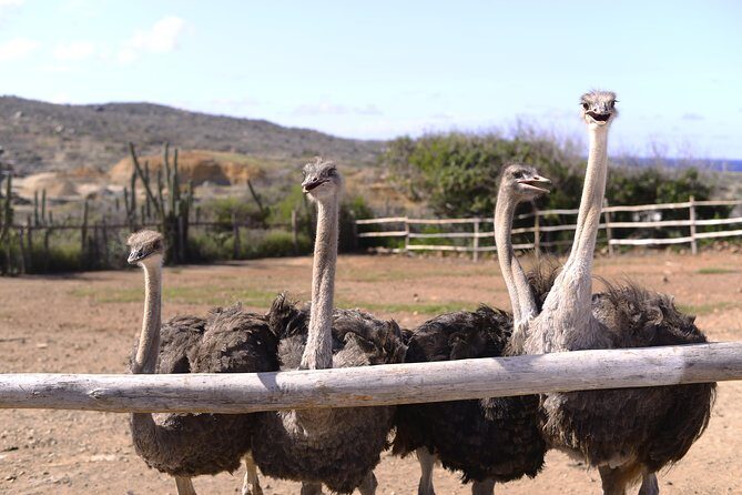 Aruba Ostrich Farm Tour with Lunch - The guided tour: adult ostriches, emus, and what makes them survive