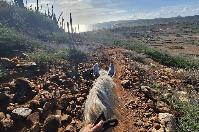 Aruba Private, 2 Hour Horseback Riding Tour For Advanced Riders - English vs western tack: small choice, real impact