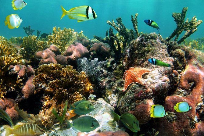 Aruba Snorkeling Tour: Mangel Halto and Baby Beach - Stop 1: Mangel Halto Beach and the fish you might spot