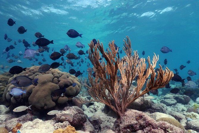 Aruba Snorkeling Tour: Mangel Halto and Baby Beach - What the snorkeling time feels like (not rushed, but not slow)