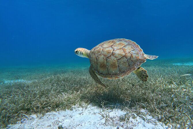 Aruba Turtle Spotting Snorkeling Adventure - Key Takeaways Before You Book