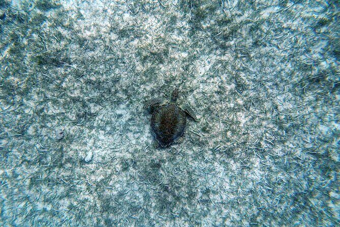 Aruba Turtle Spotting Snorkeling Adventure - What You’ll Likely See: Turtles, Fish, and a Spotted Eagle Ray