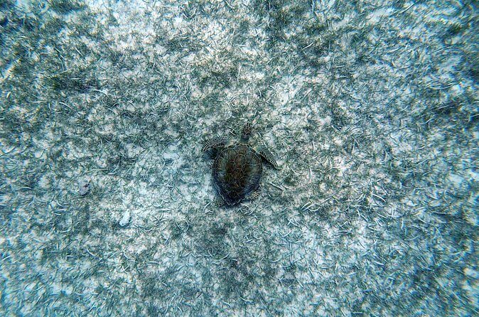 Aruba Turtle Spotting Snorkeling Adventure - Gear, Pacing, and Underwater Photos You’ll Actually Use