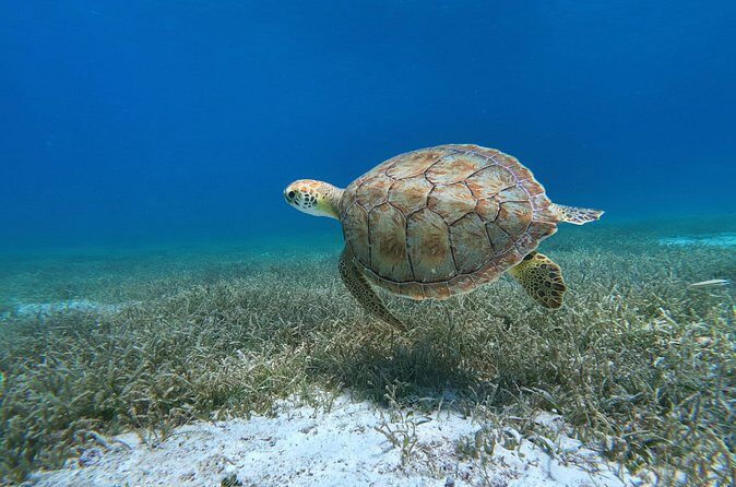 Aruba Turtle Spotting Snorkeling Adventure - Price and Value at $75 Per Person