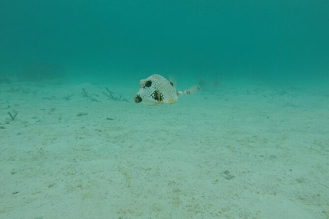 Aruba Turtle Spotting Snorkeling Adventure - Weather, Timing, and the Calm-Morning Advantage