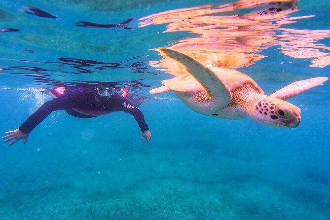 Aruba Turtle Spotting Snorkeling Adventure - The 1-Hour Turtle Snorkel Flow From Start to Return