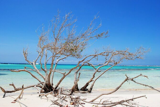 Baby Beach and San Nicolas Art Murals Private EZ Raider Adventure - Snorkeling at Baby Beach: How to Make the Most of It