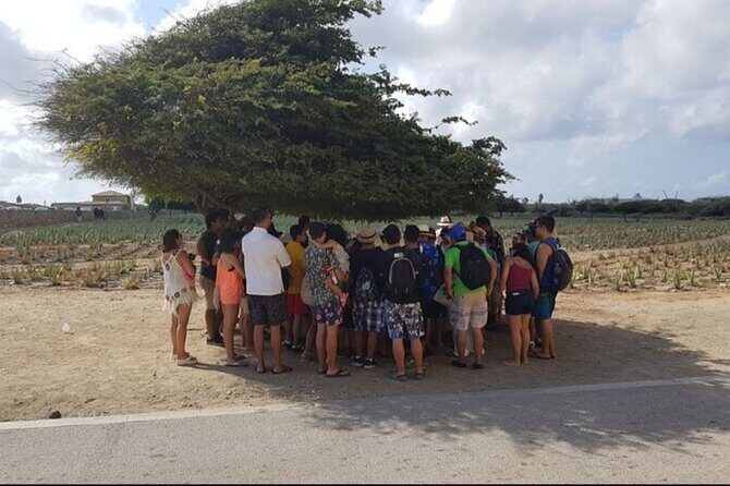Half-Day Aruba Sightseeing Tour & Beach in an Air-condition Bus - Why this half-day Aruba tour works when time is short