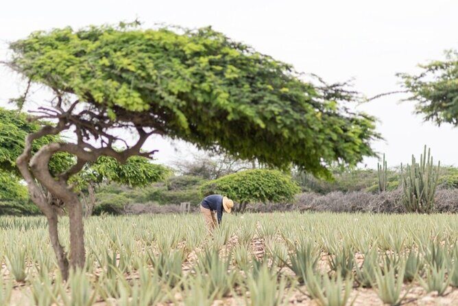 Half-Day Aruba Sightseeing Tour & Beach in an Air-condition Bus - California Lighthouse (Faro) area: Aruba’s tallest landmark stop