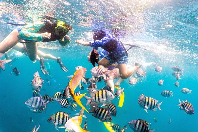 Half-Day Snorkel Sail Tour with Caribbean Lunch - SS Antilla stop: what you’ll actually see around a 400-foot wreck