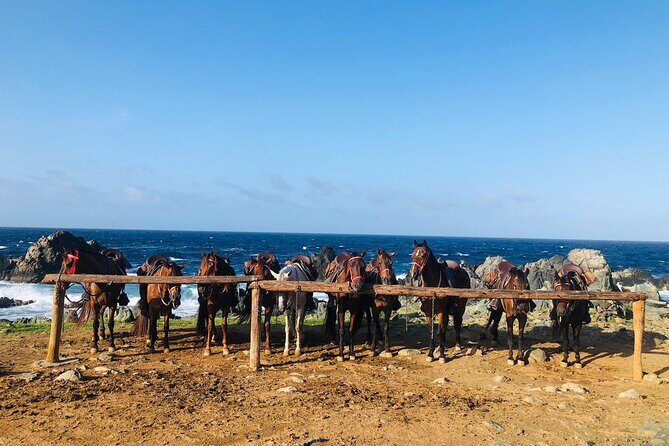 Horseback Ride Tour to Natural Pool in Arikok National Park - Conchi natural pool: your 30-minute cool-off stop