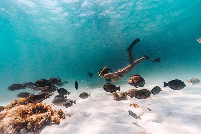 Iconic Aruba Sail and Snorkel Experience - Key Highlights You’ll Notice Fast