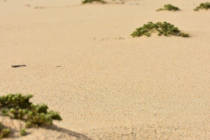 Private Aruba National Park Hiking & Natural Pool Swimming - Boca Ketu: a secluded beach stretch (plus the turtle-nest possibility)