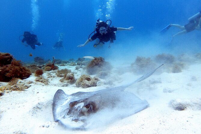Private Dive + videographer/Photographer (Certified divers only) - What you get for $120: gear, private transport, and 25 edited images