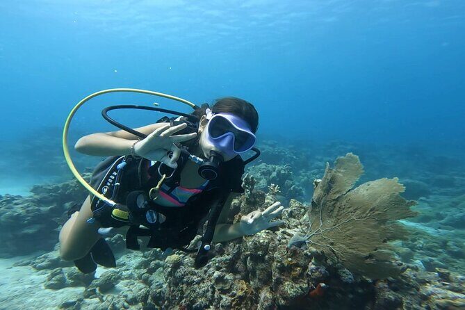 Private Dive + videographer/Photographer (Certified divers only) - A relaxed 2-hour window: staying comfortable and getting real results