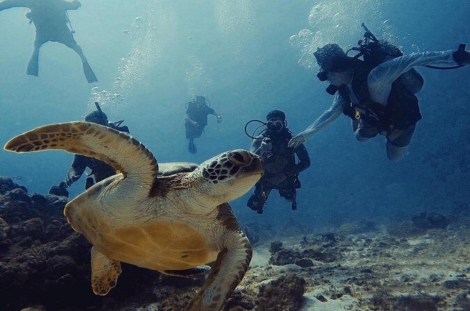 Private Dive + videographer/Photographer (Certified divers only) - Who should book this (and who might want a different plan)
