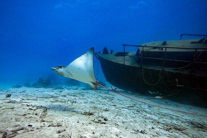 Private Dive + videographer/Photographer (Certified divers only) - Where it starts: Mangal HatoPos Chiquito Beach Park and the flow of the day