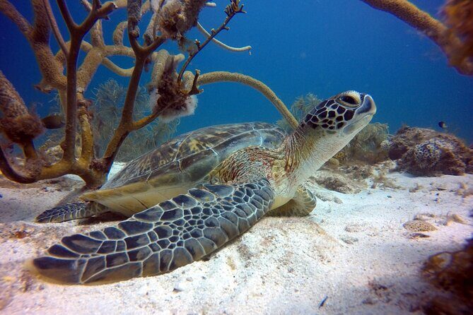 Private First-Time Dive on Aruba’s Reef and Wreck Site - Private Aruba reef-and-wreck scuba: why this feels worth $120