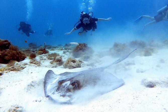 Private First-Time Dive on Aruba’s Reef and Wreck Site - Shallow-water practice: the confidence-building part nobody sees on brochures