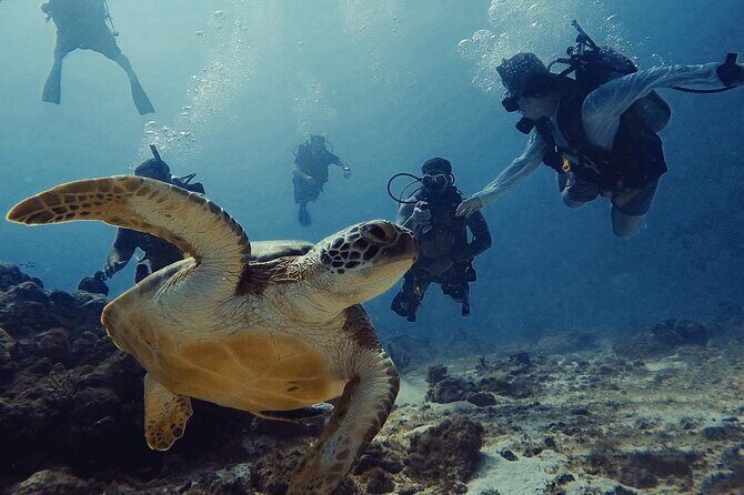 Private First-Time Dive on Aruba’s Reef and Wreck Site - Reef and shipwreck: what you’re likely to see up to 40 feet