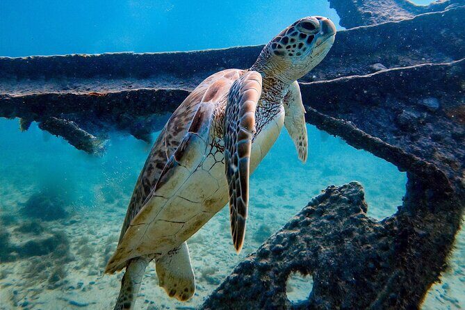 Private First-Time Dive on Aruba’s Reef and Wreck Site - How the instructors keep nervous first-timers calm (and not rushed)