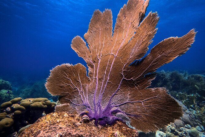 Private First-Time Dive on Aruba’s Reef and Wreck Site - Is it worth $120? When this private format makes the most sense