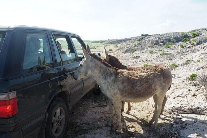 Private German Speaking Jeep Tours - Arikok National Park: candelabra cacti and birdlife